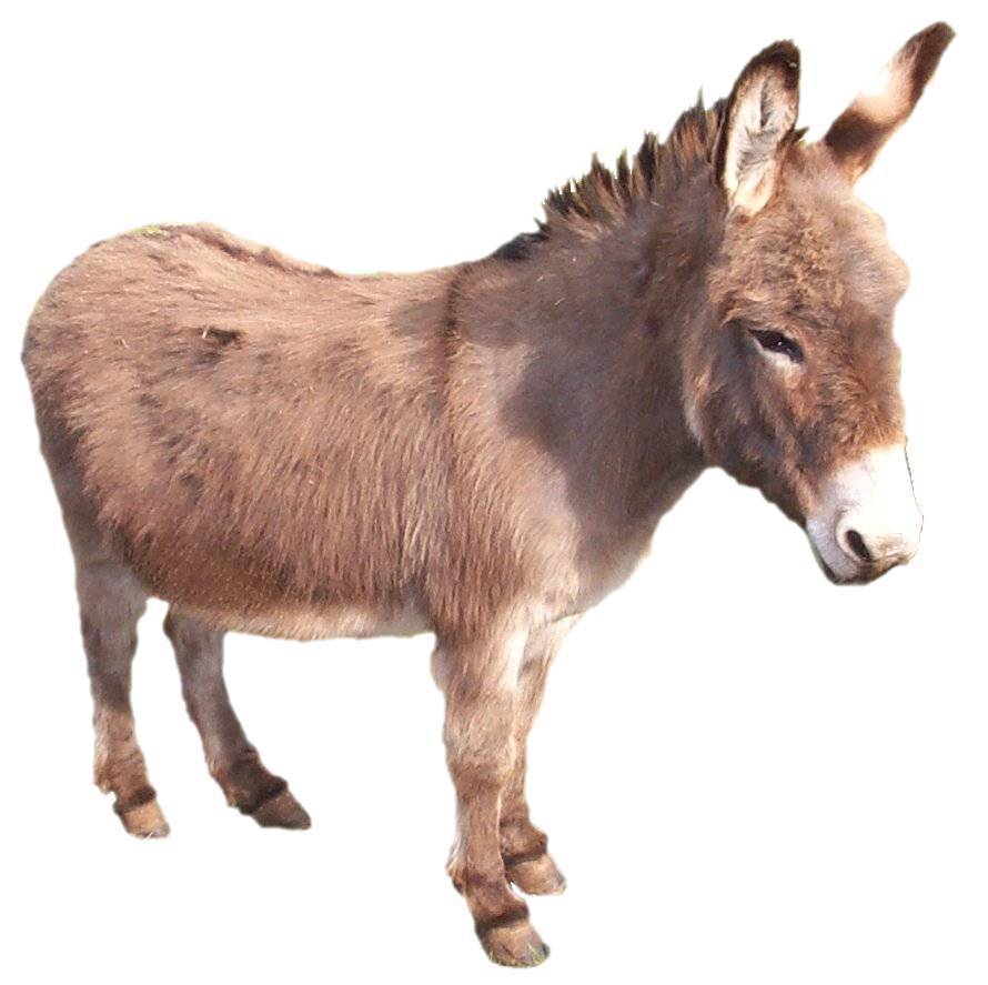Donkey2.jpg